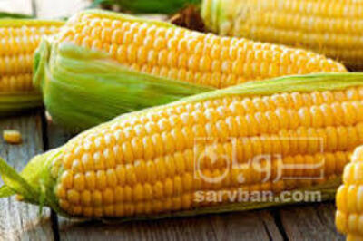 فروش ذرت بذری
