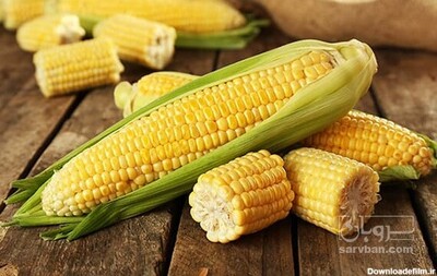 فروش ذرت بذری