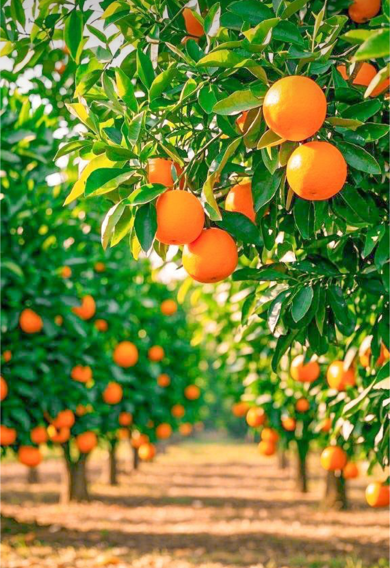 فروش پرتقال تامسون