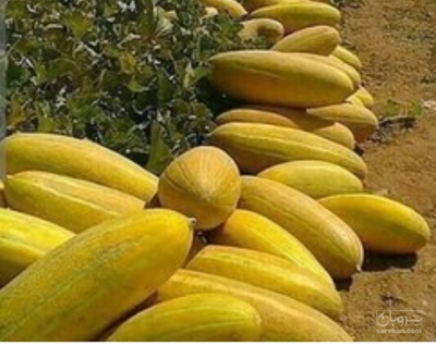 فروش خربزه مشهدی