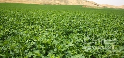 فروش یونجه