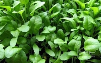 فروش شاهی - تره تیزک