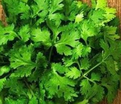 فروش جعفری تازه