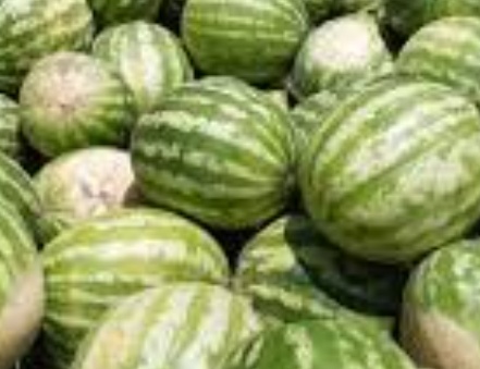 فروش هندوانه