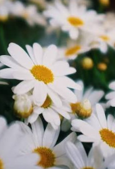 فروش بابونه (گیاه‌ دارویی)