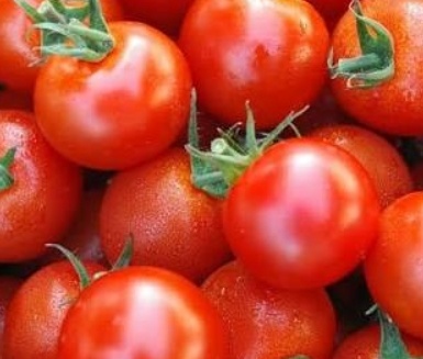 فروش گوجه فرنگی