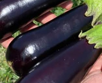 فروش بادمجان