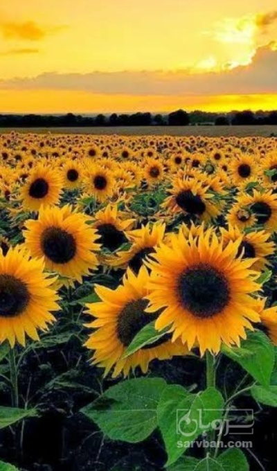 فروش آفتابگردان