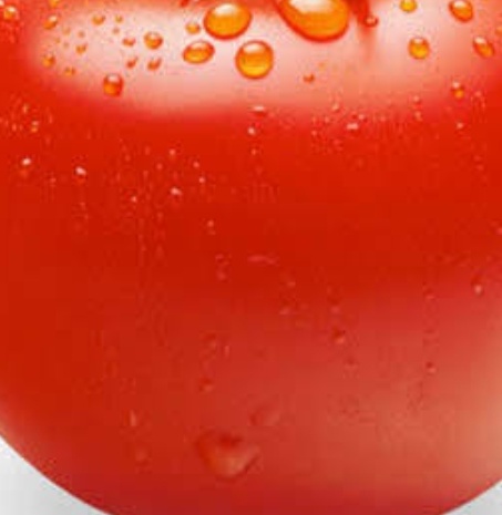 فروش گوجه فرنگی