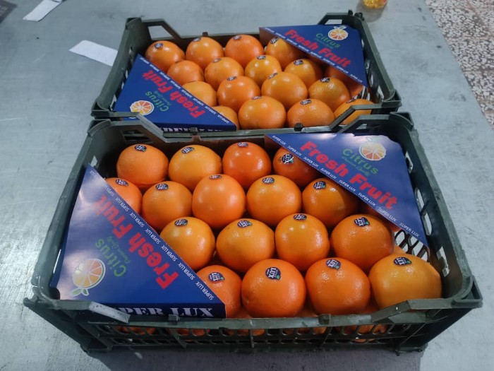 فروش پرتقال