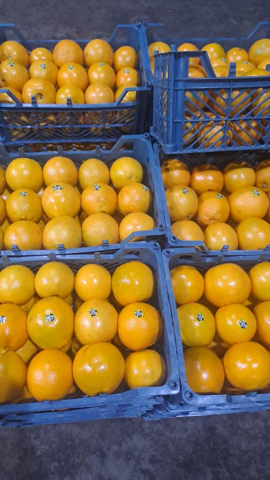 فروش نارنگی