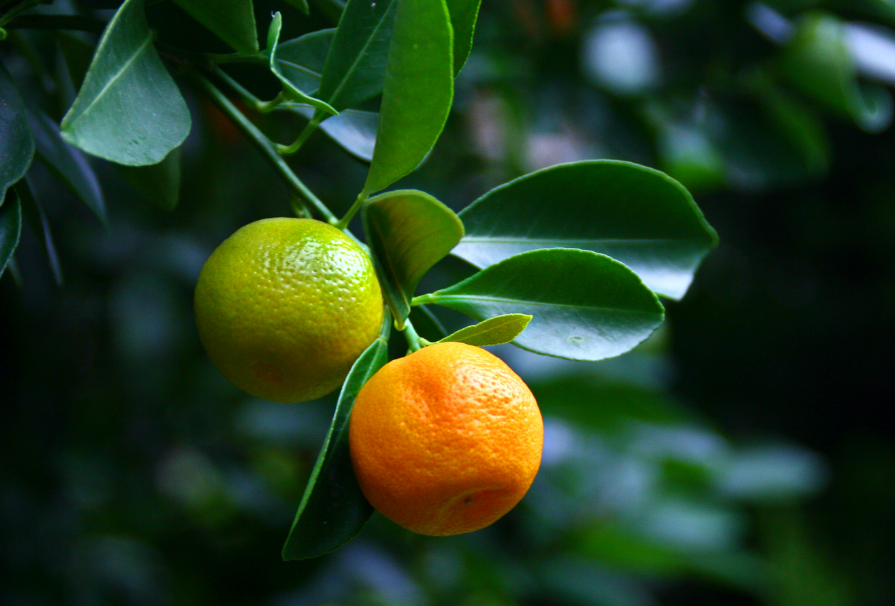 فروش نارنگی اوشو