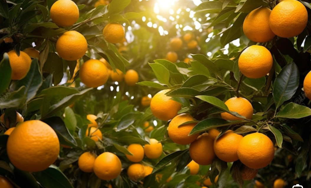 فروش پرتقال تامسون