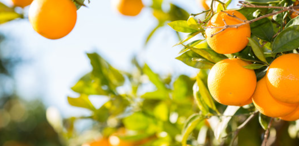 فروش پرتقال