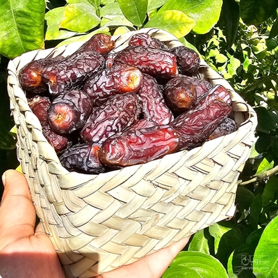 فروش خرما پیارم