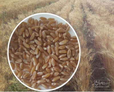 فروش گندم