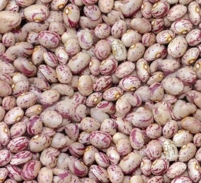 فروش لوبیا چیتی