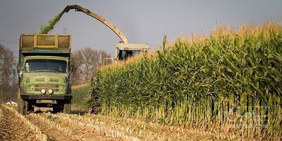 فروش ذرت علوفه ای