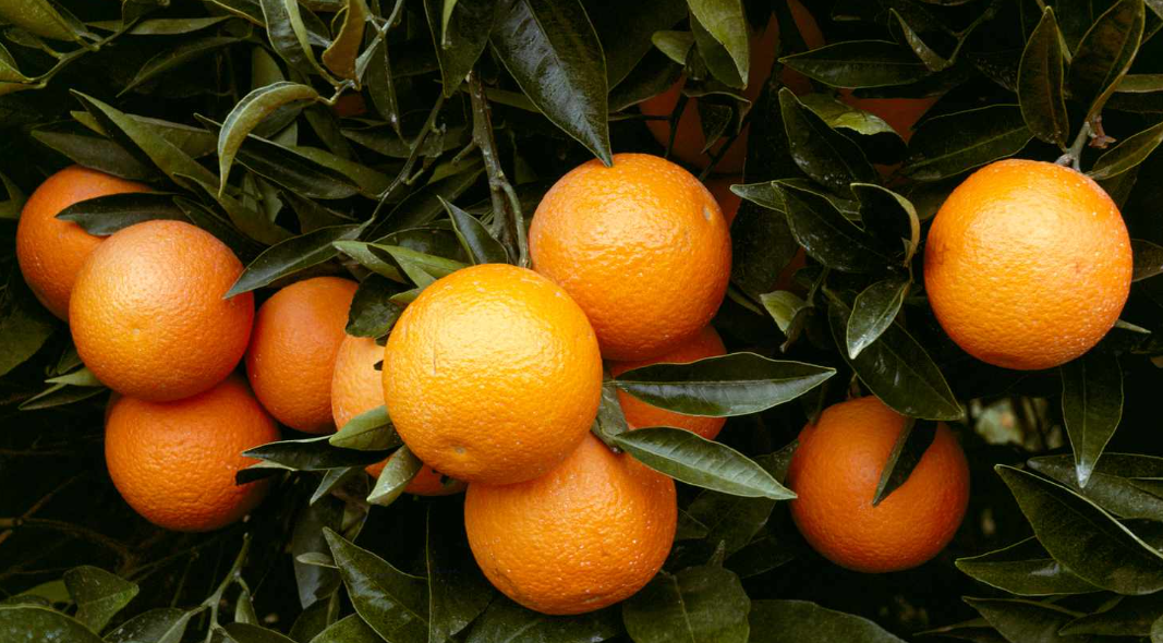 فروش پرتقال تامسون