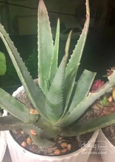 فروش آلوئه ورا (گیاه‌ دارویی)