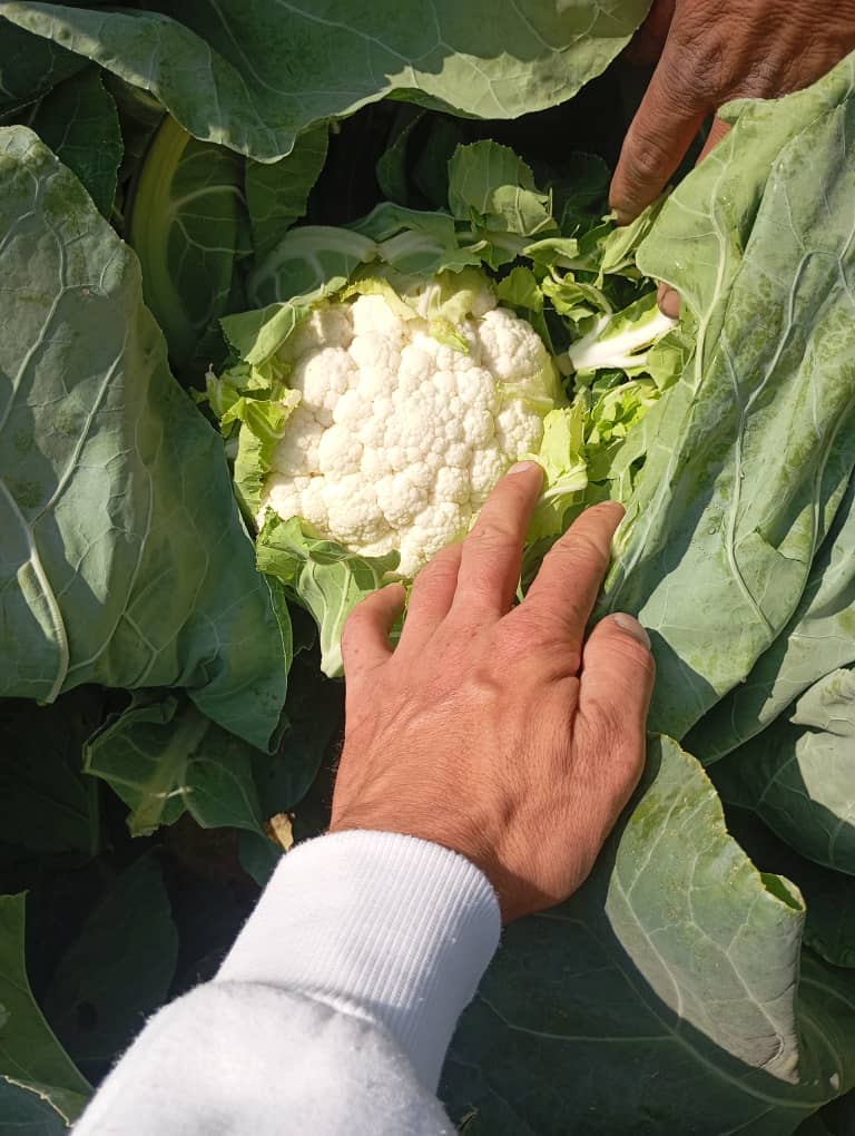 فروش گل کلم