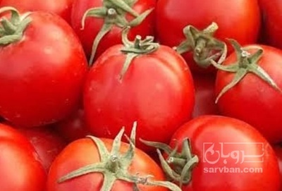 فروش گوجه فرنگی