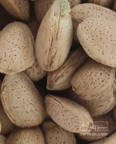 فروش بادام
