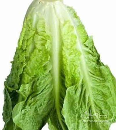 فروش کاهو ایرانی - رومانو