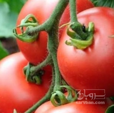 فروش گوجه فرنگی