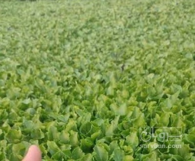 فروش نشا گوجه فرنگی