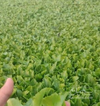 فروش نشا بادمجان