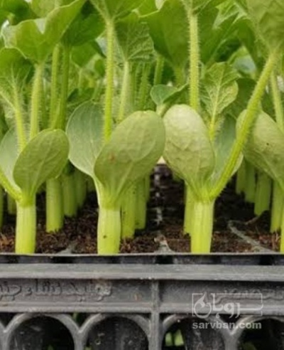 فروش نشا فلفل