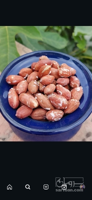 فروش بادام زمینی بو داده