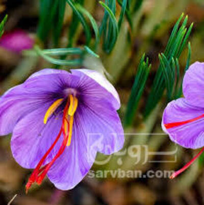 فروش زعفران (گیاه‌ دارویی)