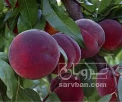 فروش شلیل فرانسوی