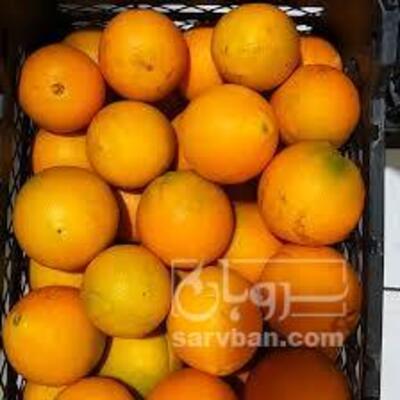 فروش پرتقال تامسون