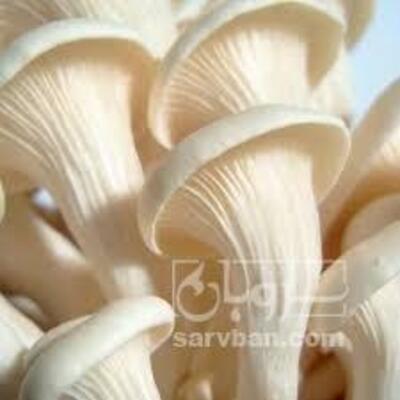 فروش قارچ صدفی