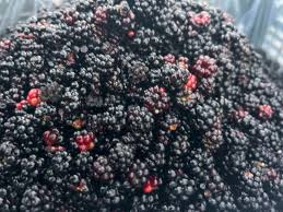 فروش تمشک منجمد