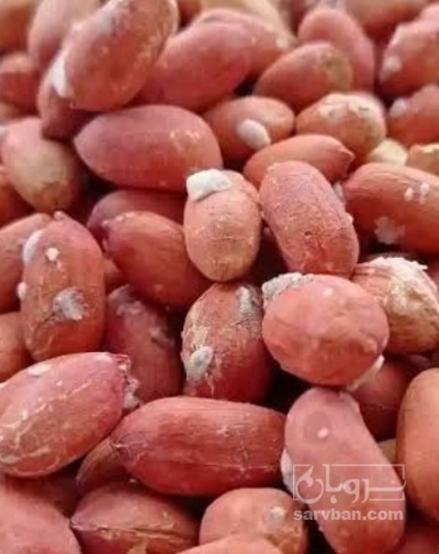 فروش بادام زمینی