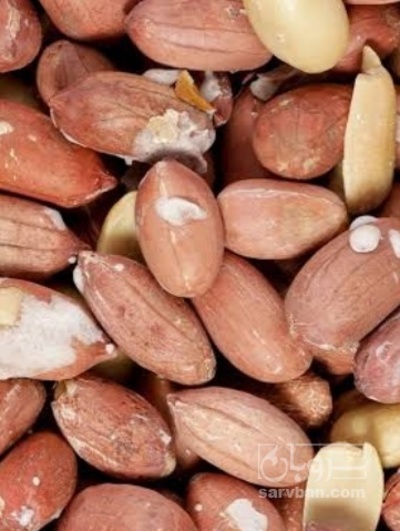 فروش بادام زمینی