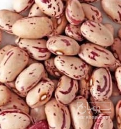 فروش لوبیا چیتی