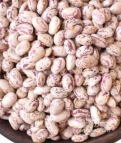 فروش لوبیا چیتی