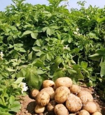 فروش سیب زمینی جلی