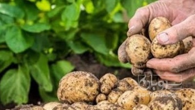 فروش سیب زمینی اگریا