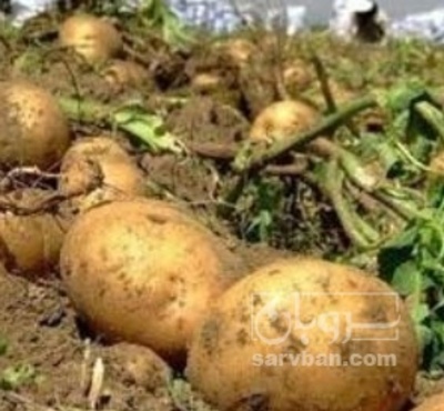 فروش سیب زمینی بامبا