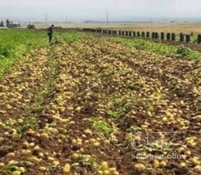 فروش سیب زمینی سانتا