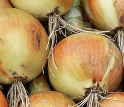 فروش پیاز زرد