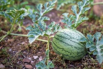 فروش هندوانه