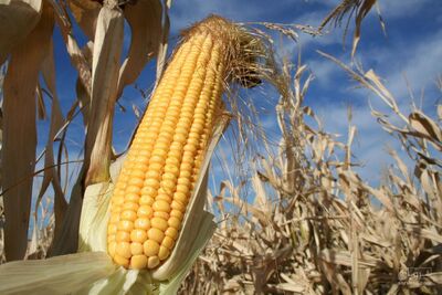 فروش ذرت بذری