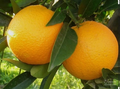 فروش پرتقال واشنگتن